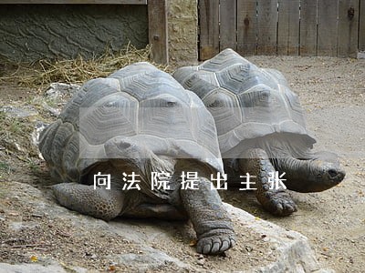 向法院提出主张 向法院提出主张