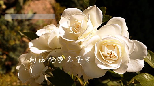 向法院签名鉴定 向法院签名鉴定