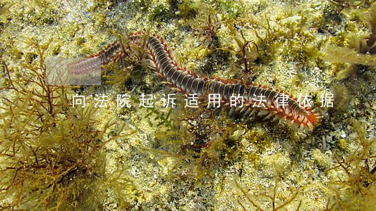 向法院起诉适用的法律依据 向法院起诉适用的法律依据