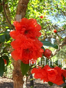向珂律师 向珂律师