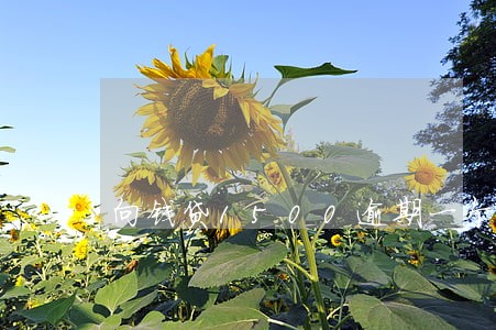 向钱贷1500逾期一个月