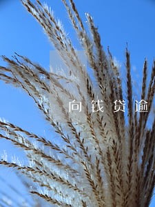 向钱贷逾期10天会怎么样 向钱贷逾期10天会怎么样