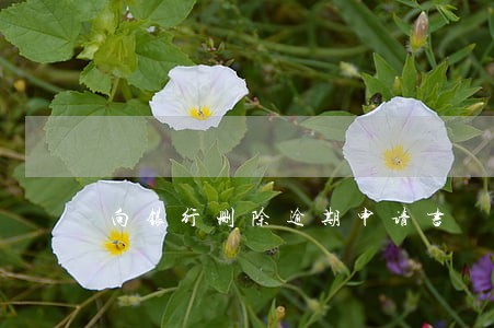 向银行删除逾期申请书 向银行删除逾期申请书