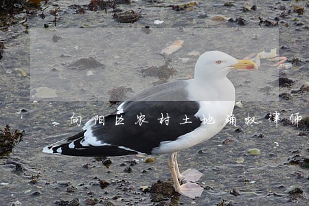 向阳区农村土地确权律师 向阳区农村土地确权律师