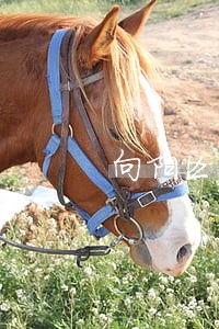 向阳区民事公益诉讼律师 向阳区民事公益诉讼律师