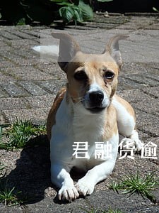 君融货逾期会不会跑路 君融货逾期会不会跑路