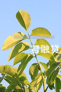 君融贷发布逾期兑付公告 君融贷发布逾期兑付公告