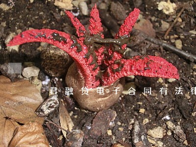 君融贷电子合同有法律效力吗