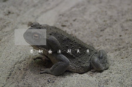 君融贷逾期吴隽 君融贷逾期吴隽
