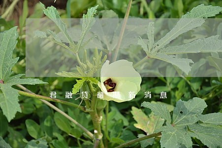 君融贷逾期新消息 君融贷逾期新消息