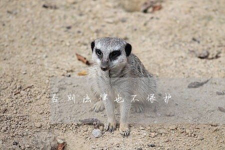 否则法律也不保护 否则法律也不保护