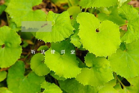 听法律讲堂 听法律讲堂
