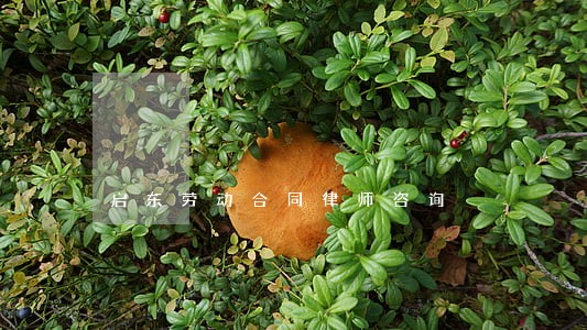 启东劳动合同律师咨询 启东劳动合同律师咨询