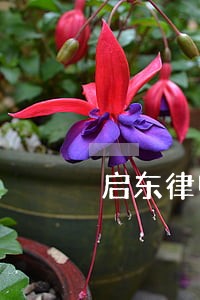 启东律师咨询 启东律师咨询