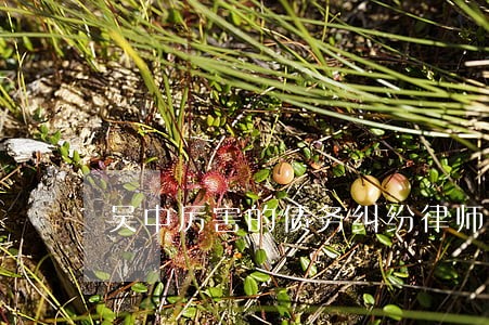 吴中厉害的债务纠纷律师 吴中厉害的债务纠纷律师