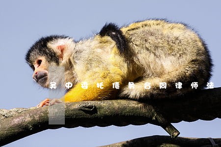 吴中委托债务合同律师法斗士 吴中委托债务合同律师法斗士