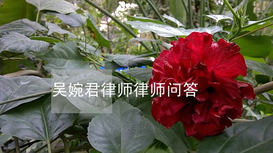 吴婉君律师律师问答