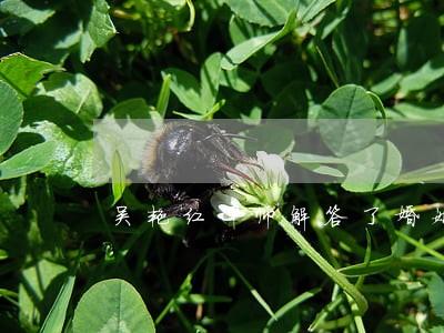 吴艳红律师解答了婚姻问题 吴艳红律师解答了婚姻问题