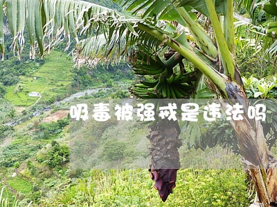 吸毒被强戒是违法吗 吸毒被强戒是违法吗
