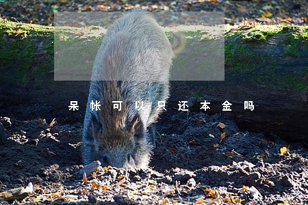 呆帐可以只还本金吗 呆帐可以只还本金吗