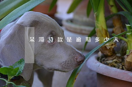 呆滞贷款是逾期多少天 呆滞贷款是逾期多少天