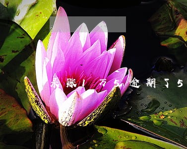 呆账1万5逾期了5年 呆账1万5逾期了5年