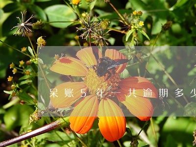呆账5年一共逾期多少期 呆账5年一共逾期多少期