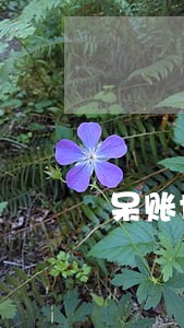 呆账协商只还本金 呆账协商只还本金