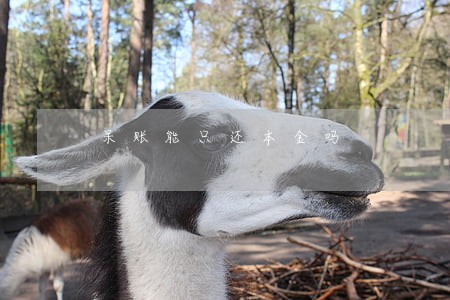 呆账能只还本金吗 呆账能只还本金吗