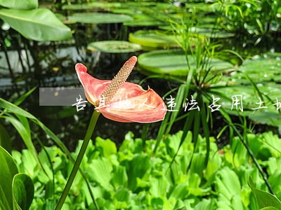 告其他人违法占用土地怎么写 告其他人违法占用土地怎么写
