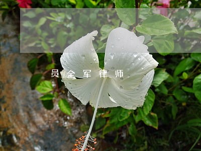 员全军律师 员全军律师