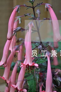 员工兼职是否违法