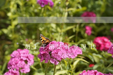 员工手册法律意见书 员工手册法律意见书