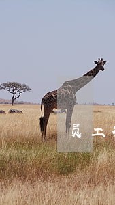 员工行为配偶贷款逾期