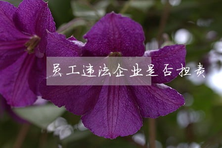 员工违法企业是否担责 员工违法企业是否担责