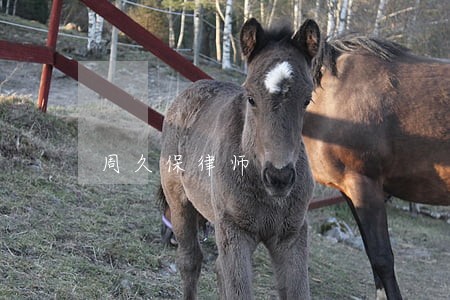 周久保律师 周久保律师