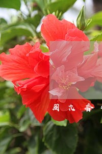 周九香律师 周九香律师