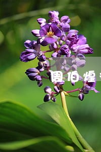 周伯煌律师