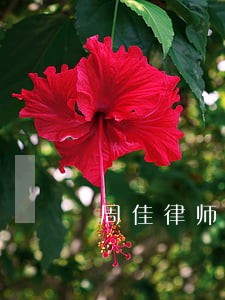 周佳律师 周佳律师