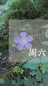 周六日贷款逾期会上征信吗 周六日贷款逾期会上征信吗