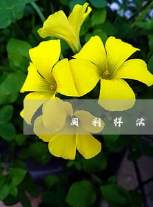周利祥滨江诉讼