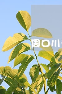 周口川汇区律师在线免费法律咨询 周口川汇区律师在线免费法律咨询