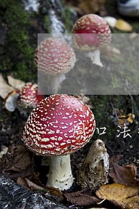 周口法律咨询热线 周口法律咨询热线