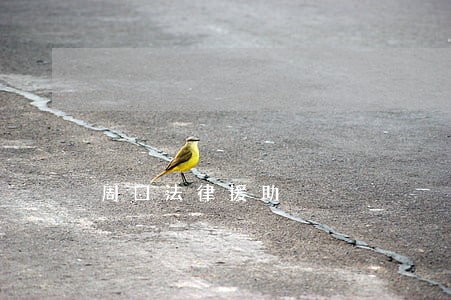 周口法律援助