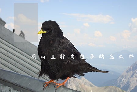 周口直行交通事故怎么样诉讼 周口直行交通事故怎么样诉讼