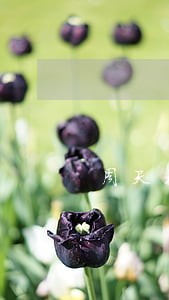 周天林律师 周天林律师