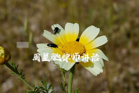 周星驰律师讲话 周星驰律师讲话