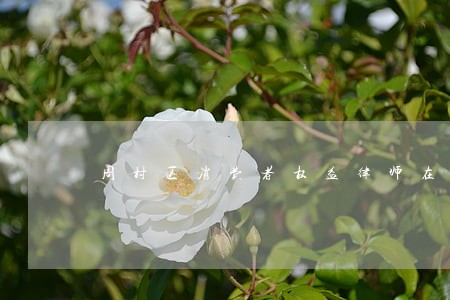 周村区消费者权益律师在线咨询 周村区消费者权益律师在线咨询