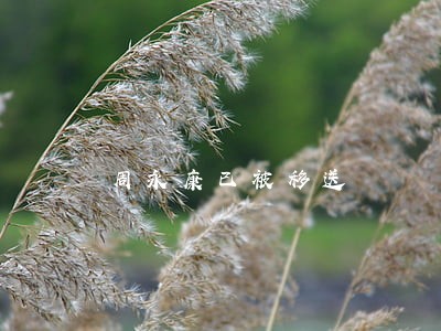 周永康已被移送 周永康已被移送