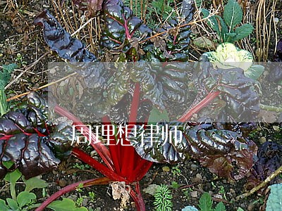 周理想律师 周理想律师